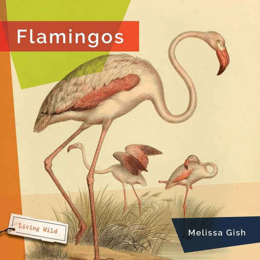 Flamingos by Gish, Melissa