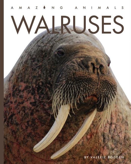 Walruses by Bodden, Valerie