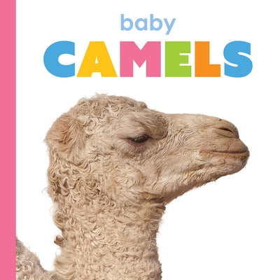 Baby Camels by Thompson, Kim